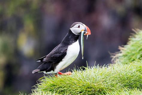 The Puffins: In Search